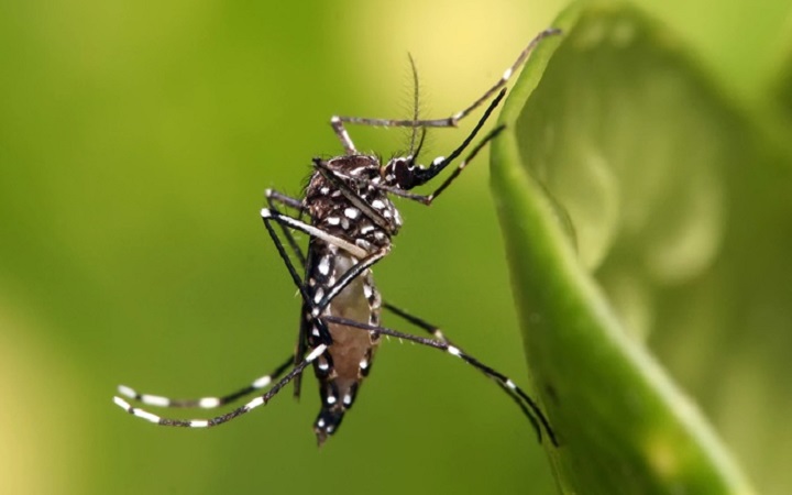দিনাজপুরে ডেঙ্গু আক্রান্ত যুবকের মৃত্যু